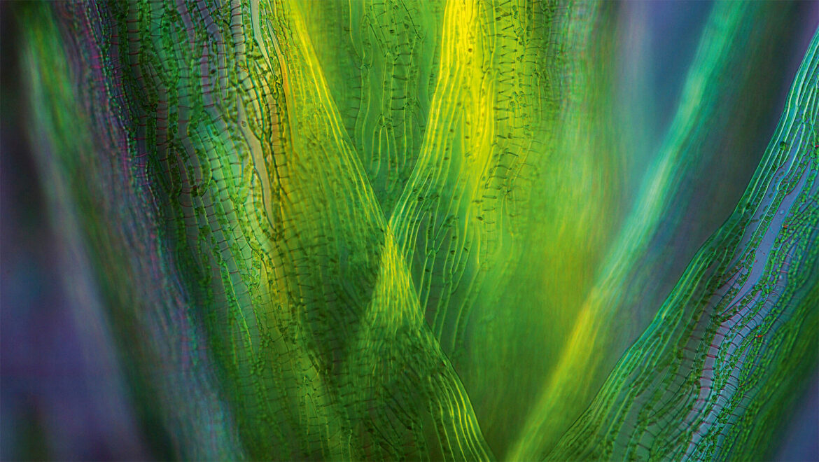 Quel est le pigment responsable de la photosynthèse ?