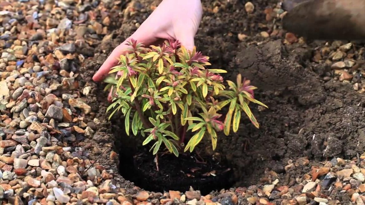 Quel gravier decoratif choisir ?