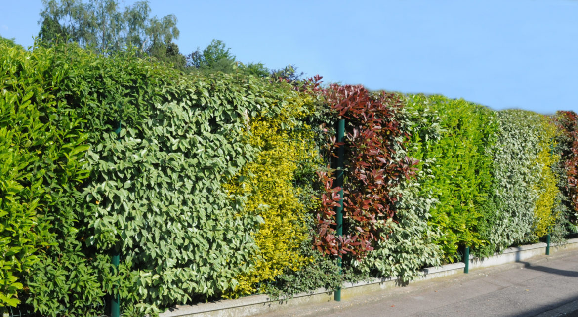 Quel haie pour clôture ?