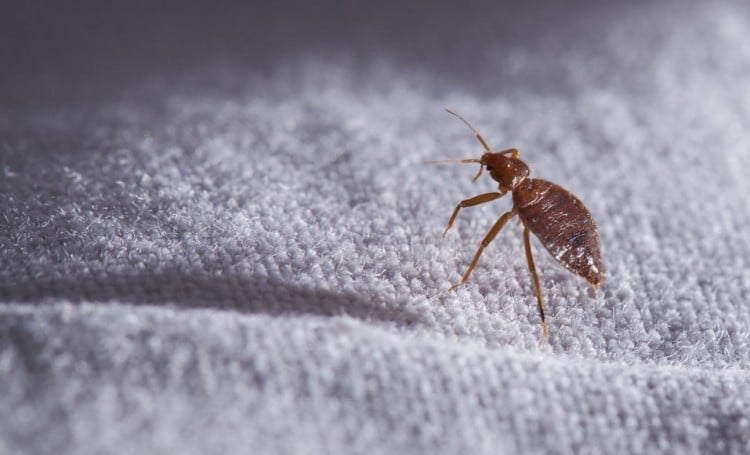 What smell do bed bugs hate? - Housekeeping Magazine: Decoration Ideas ...