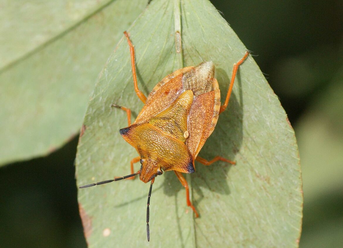 Quel produit pour tuer les punaises ?