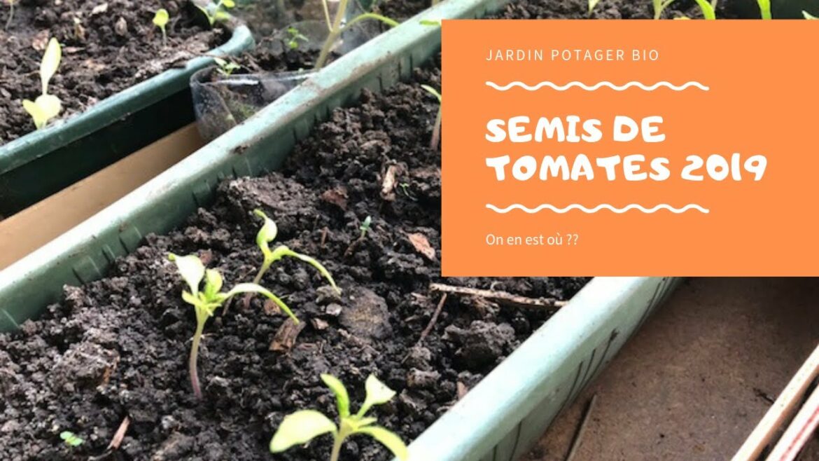 Quel sont les légumes à planter en ce moment ?