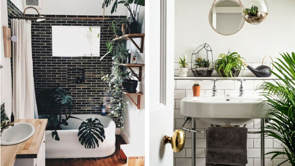 Quelle plante dans la salle de bain ?