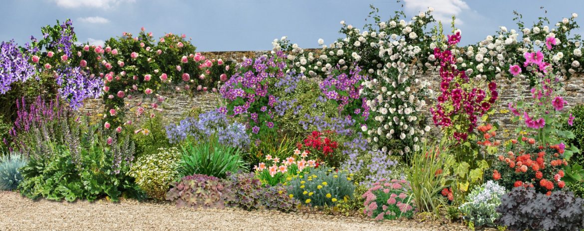 Quelle plante le long d'un grillage ?