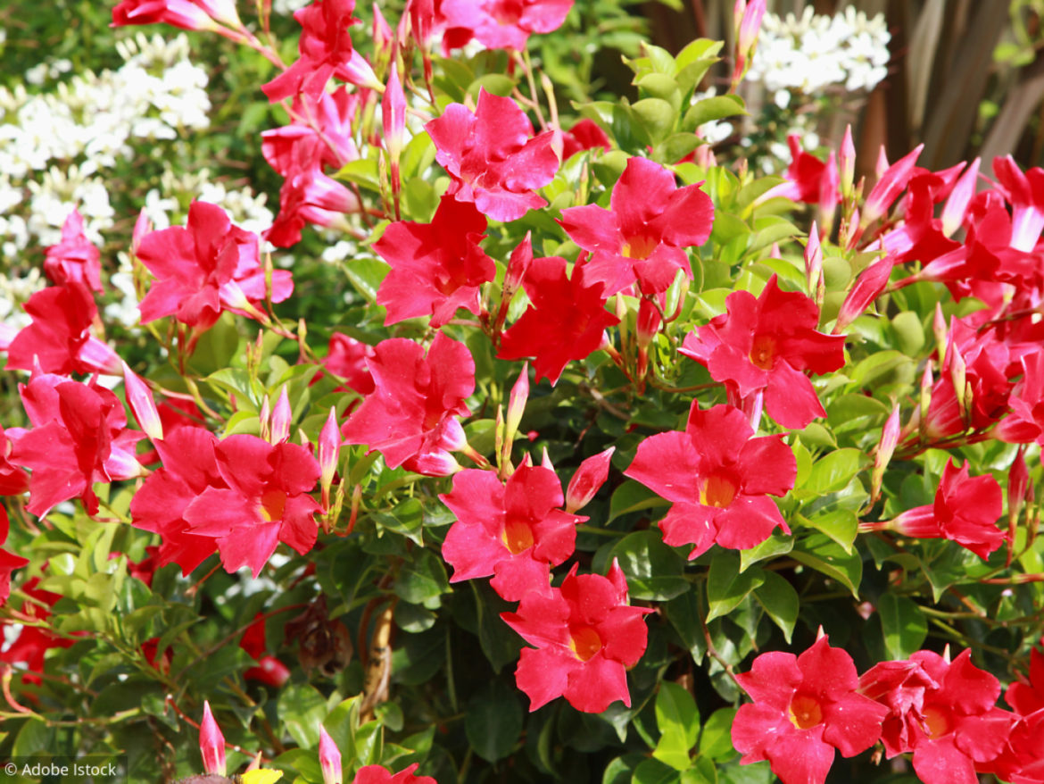 Quelles fleurs en pot plein soleil ?