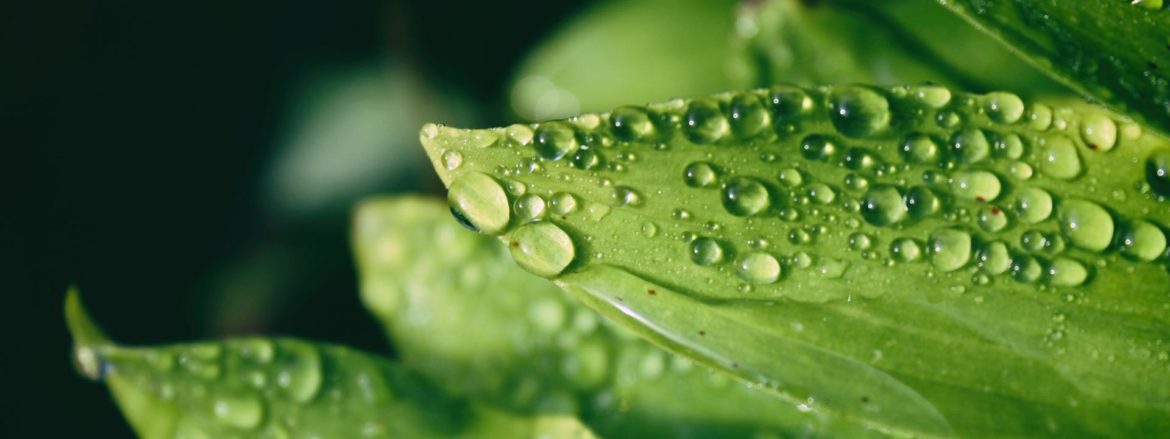 Qu'est-ce que le point de rosée en météo ?