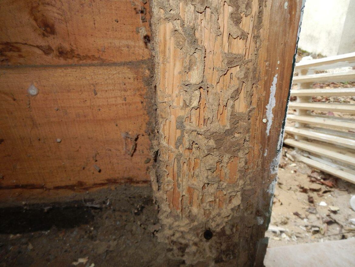 Qu'est-ce qui attire les termites ?