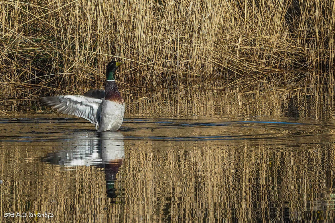 Comment agrandir ses toilettes ?