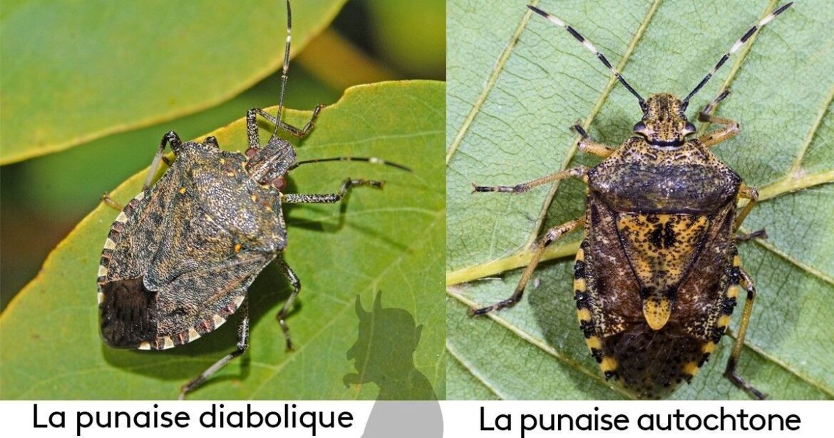 Comment éliminer les punaises dans une maison ?