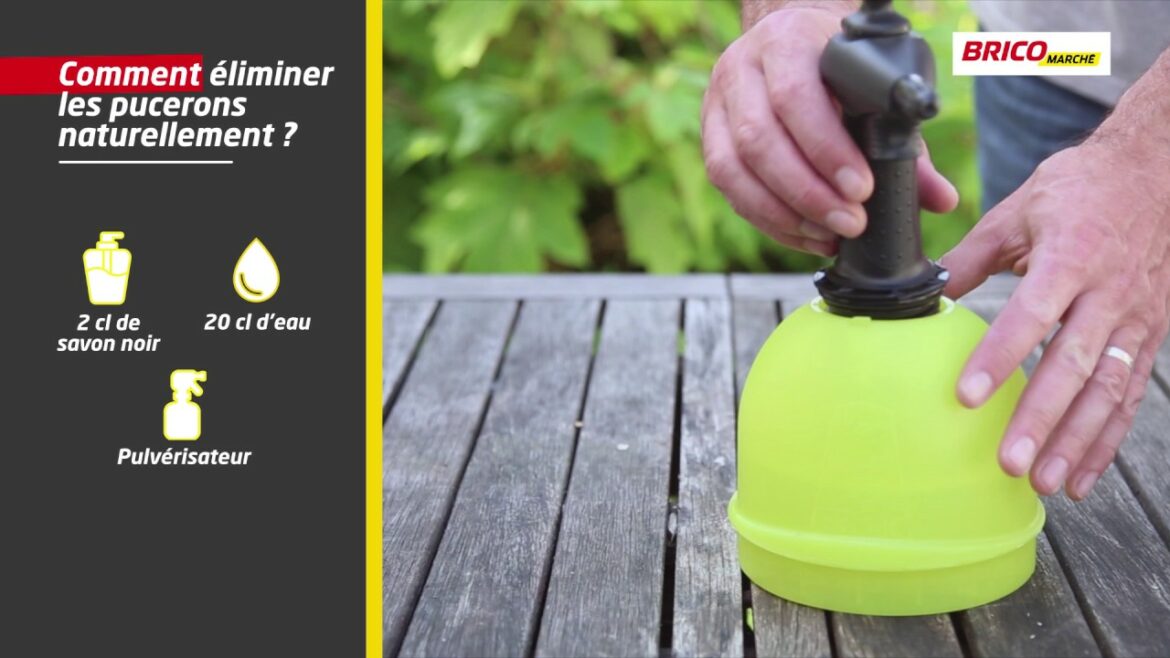 Comment éliminer les termites naturellement ?