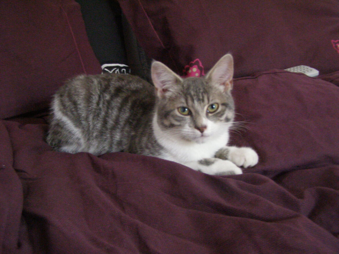 Comment empêcher mon chat de faire pipi sur le tapis ?