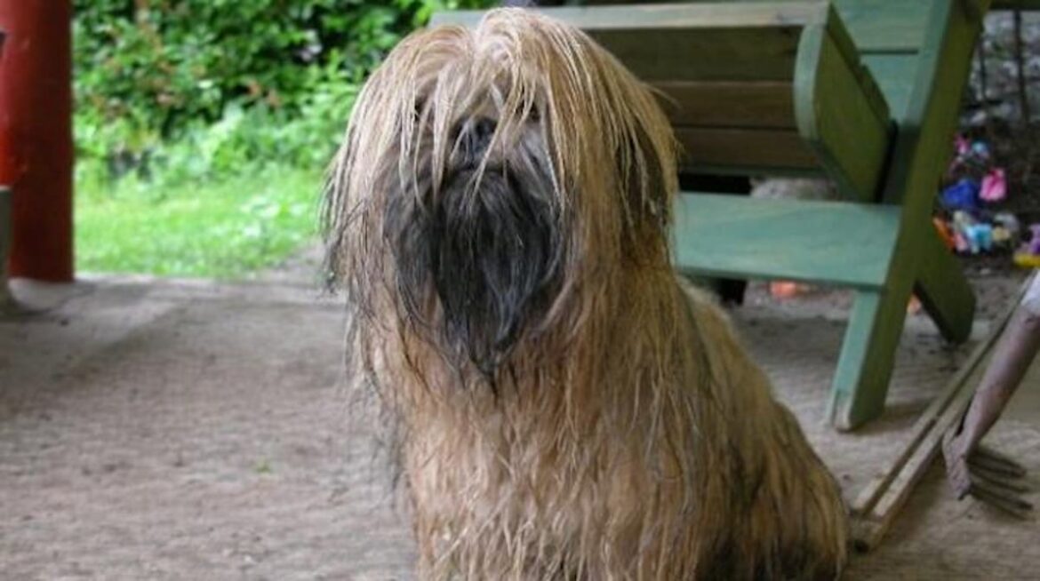 Comment enlever les odeurs de chien naturellement ?