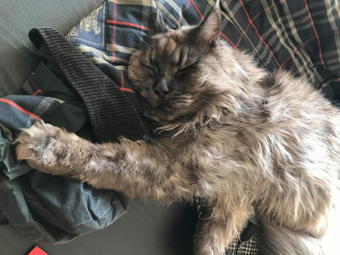 Comment enlever les poils d'animaux sur les vêtements ?