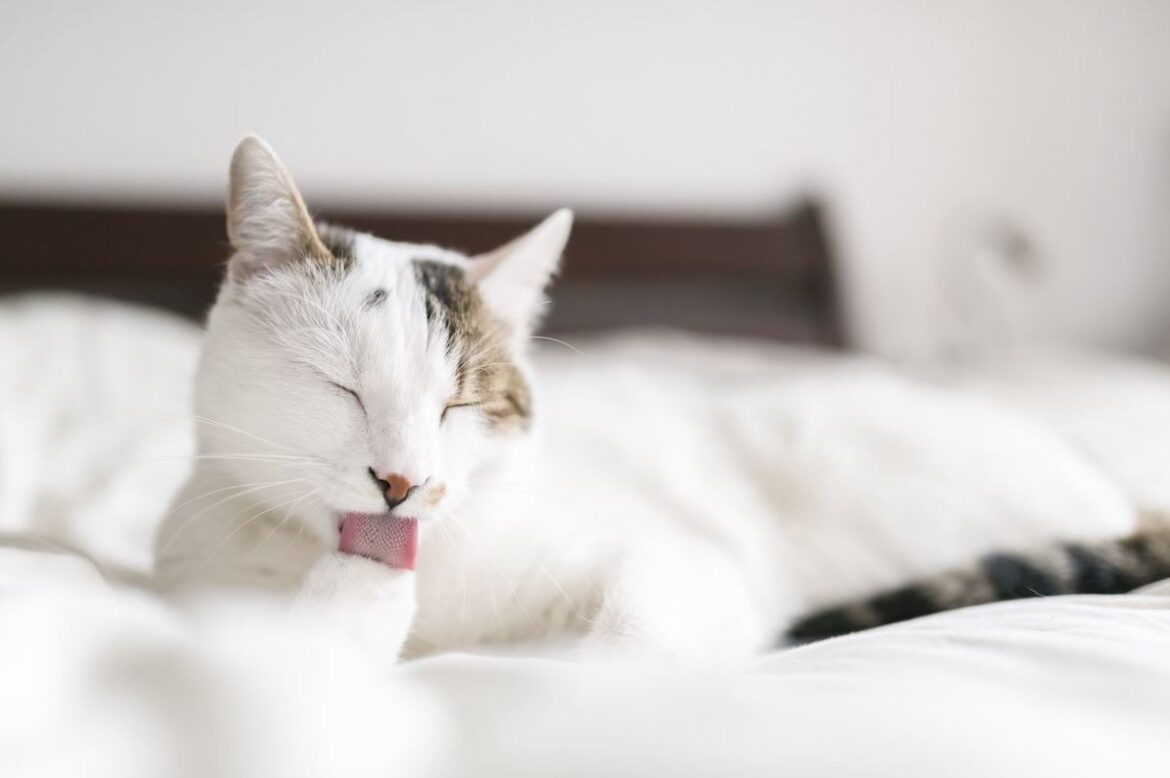 Comment enlever l'odeur d'urine d'humain ?