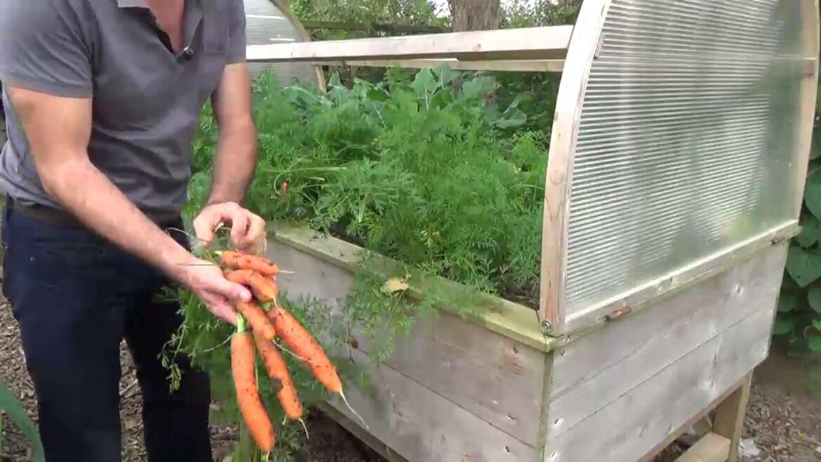 Comment faire pousser des carottes sur un balcon ?