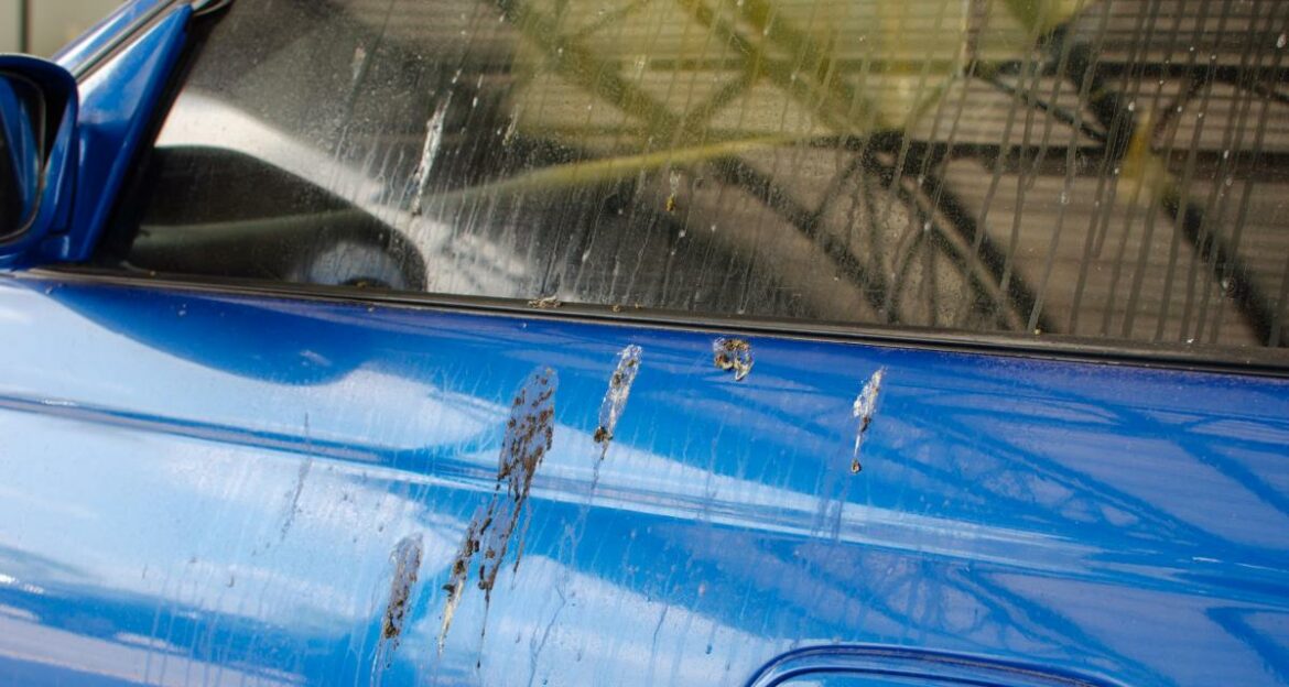 Comment protéger sa voiture des fientes ?