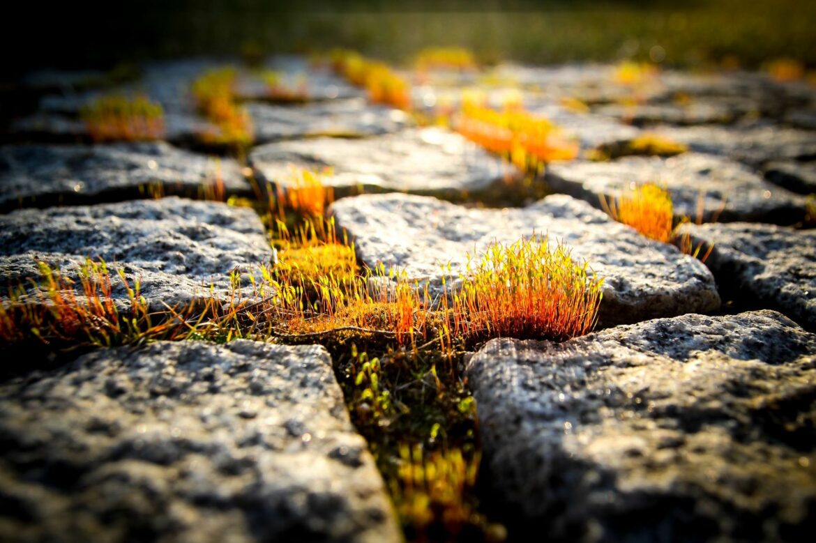 Comment se débarrasser de la mousse sur du goudron ?