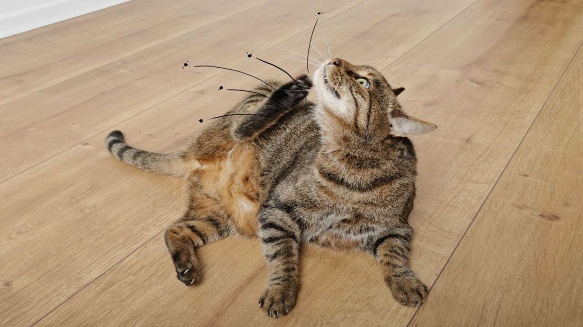 Comment se débarrasser des chats des voisins ?