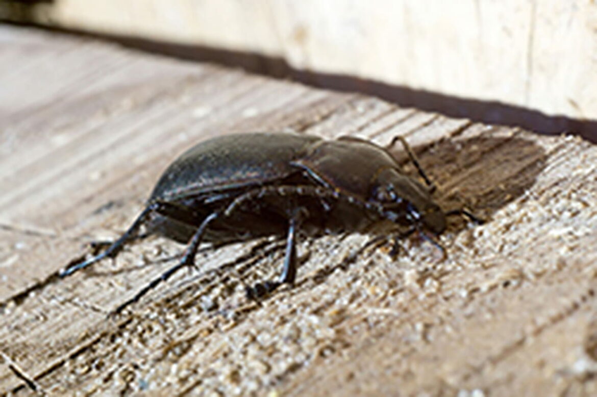 Comment se débarrasser des insectes du bois ?