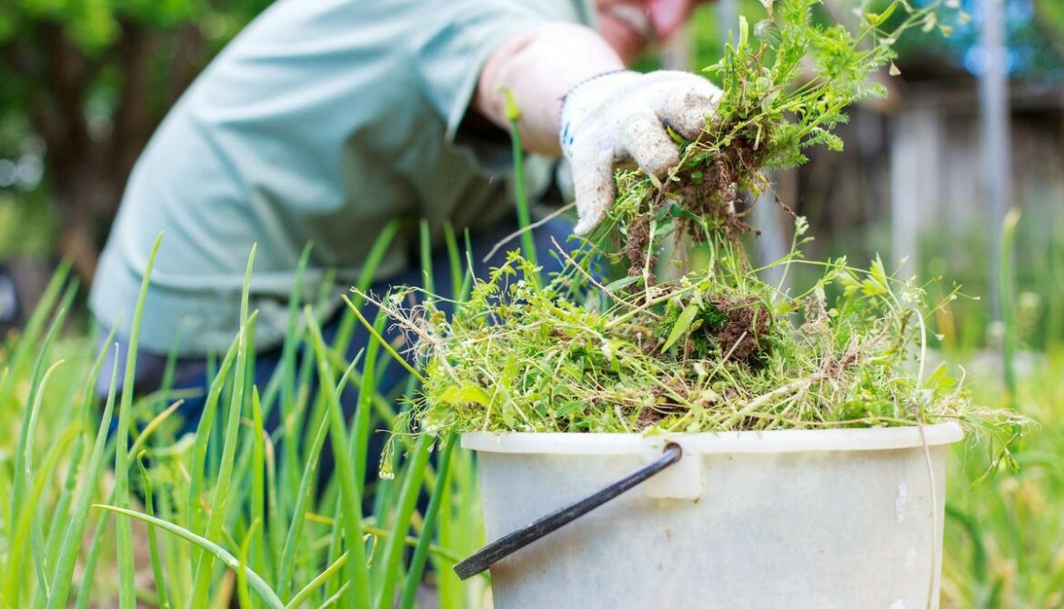 Comment se débarrasser des mauvaises herbes entre les pavés ?