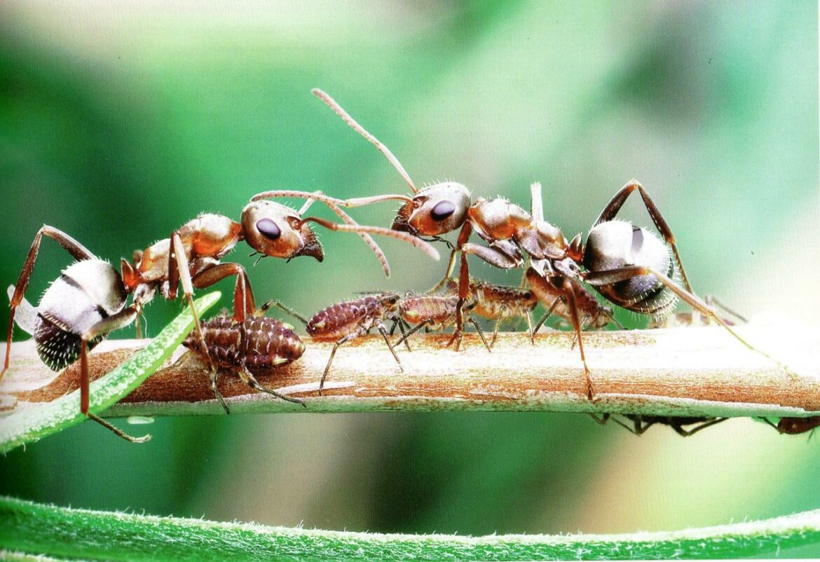 Comment tuer les bêtes dans le bois ?