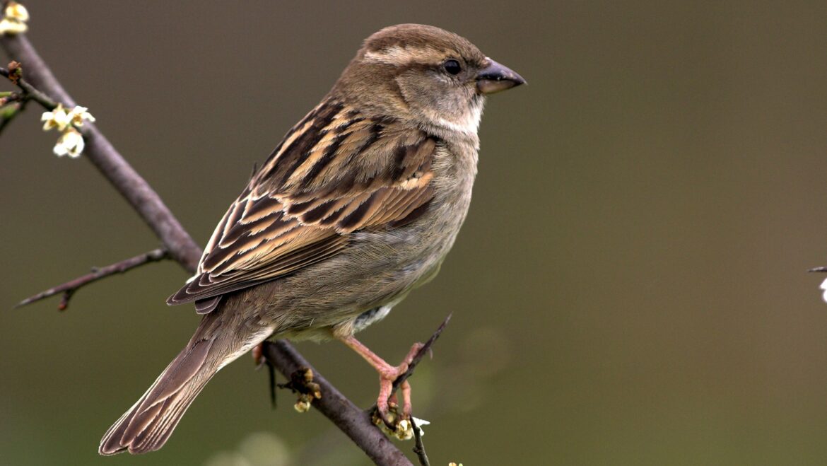 Pourquoi caché moineau ?