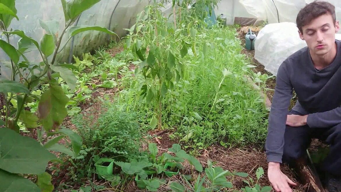 Pourquoi couvrir la terre du potager en hiver ?
