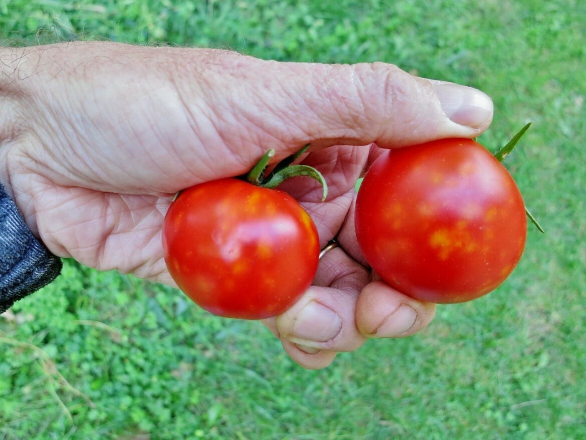 Pourquoi j'ai des punaises sur mes tomates ?