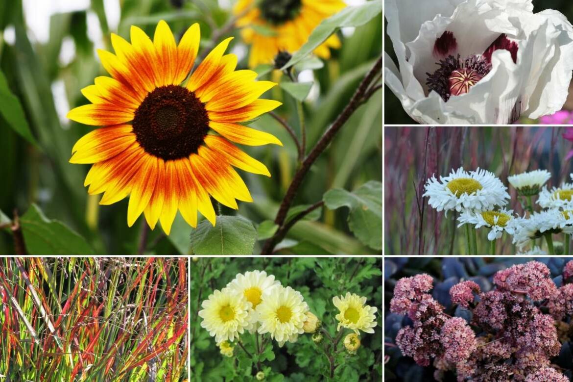 Quand planter tournesol extérieur ?