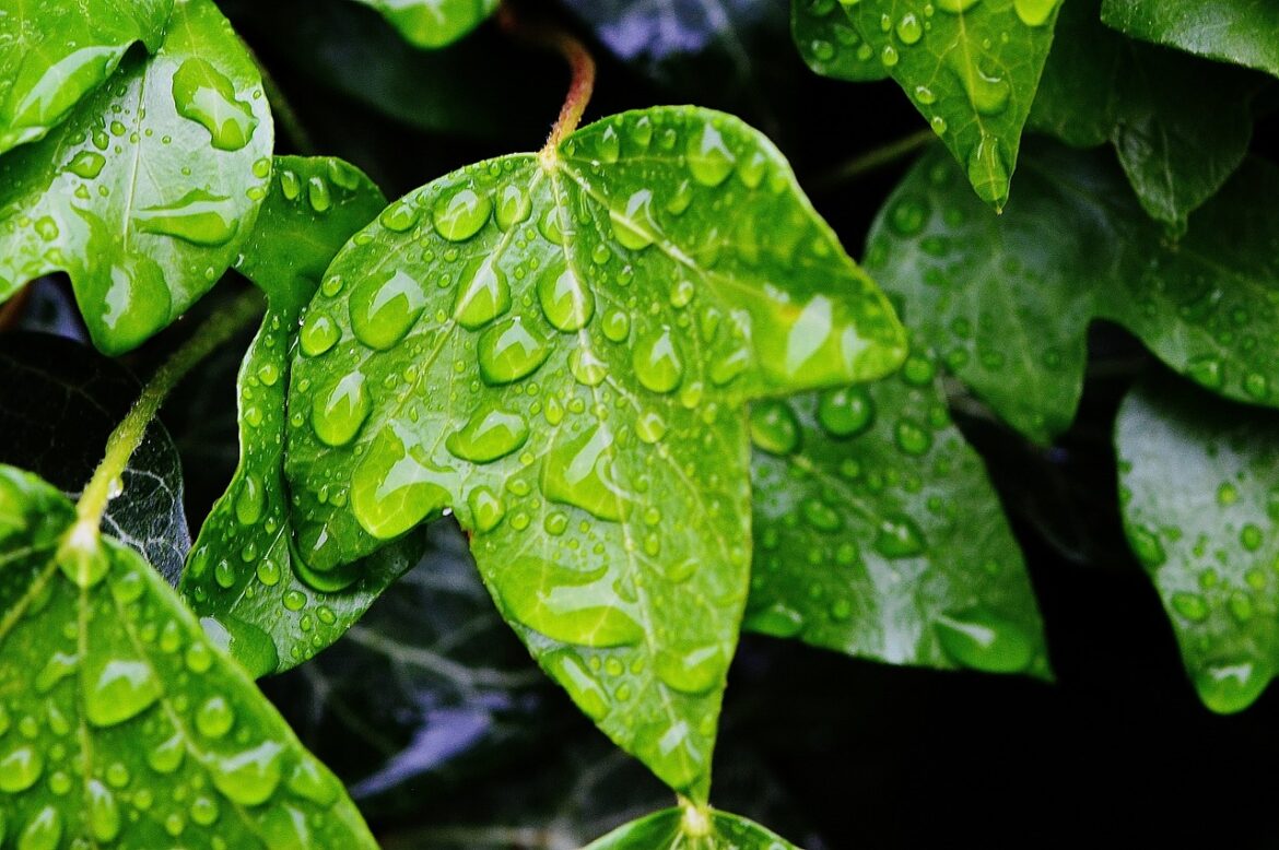 Quel désherbant pour détruire le lierre ?
