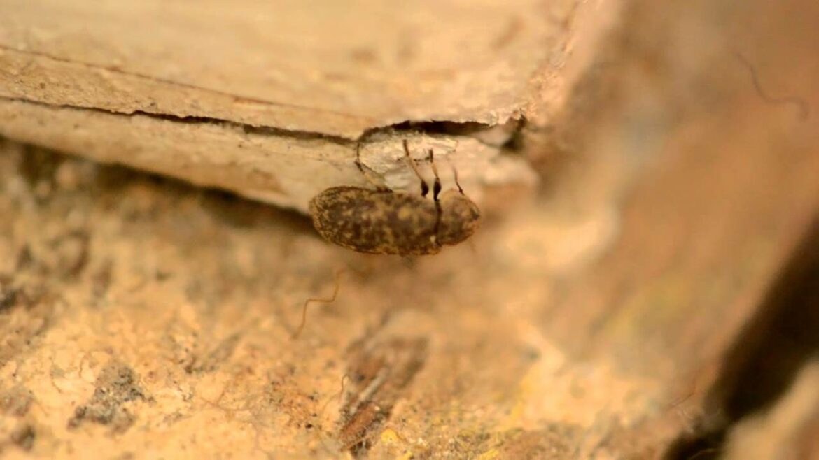 Quel insecte fait de la sciure de bois ?