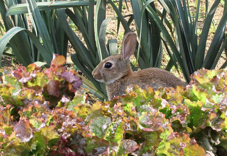 Quelle odeur repousse les lapins ?