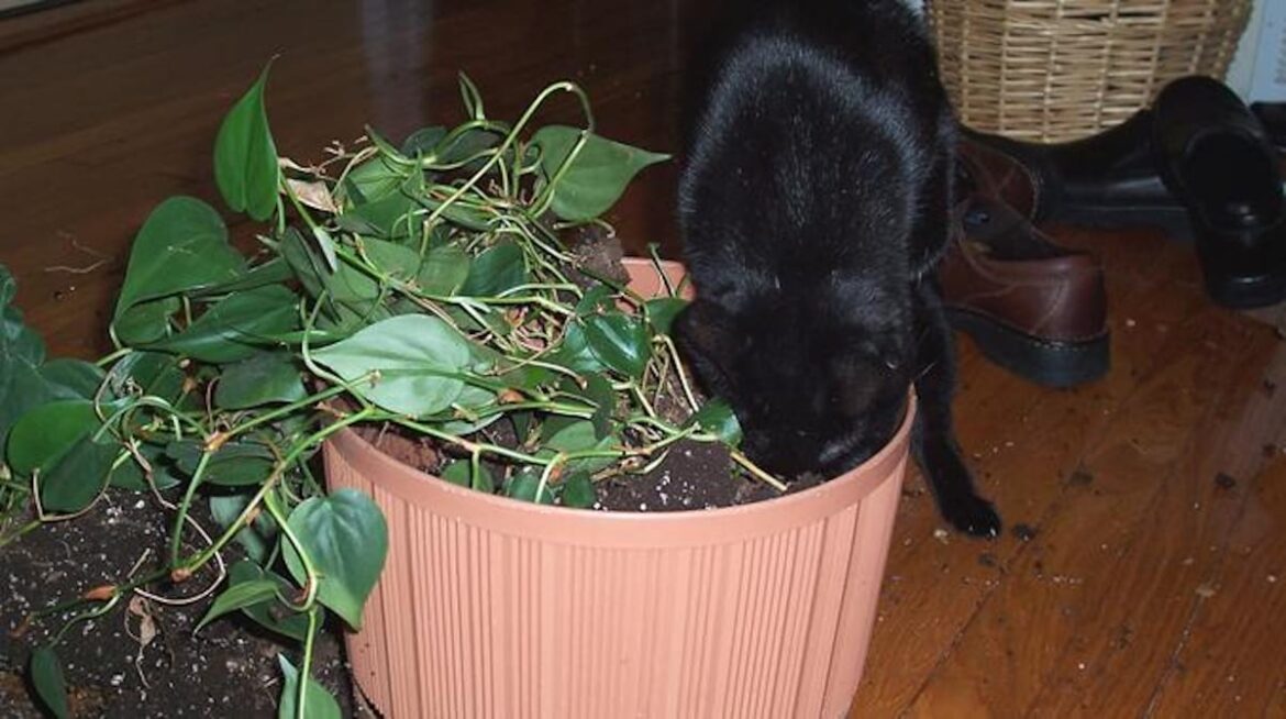 Quelle plante éloigne les chats ?