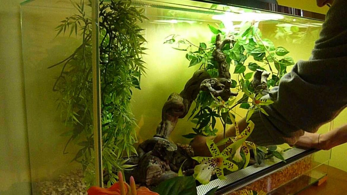 Quelle plante pour terrarium serpent ?