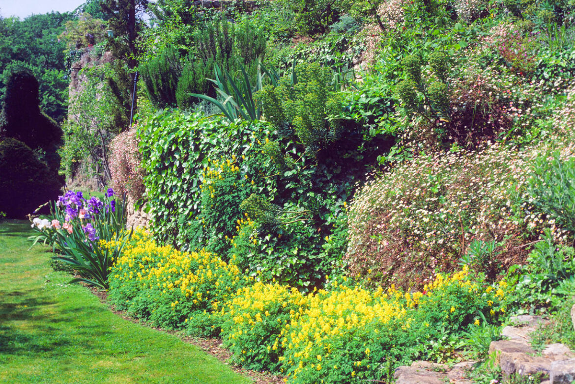 Quelles plantes pour couvrir un talus ?