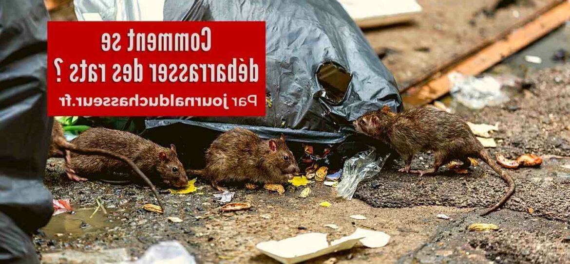 C'est quoi qui attire les araignées ?