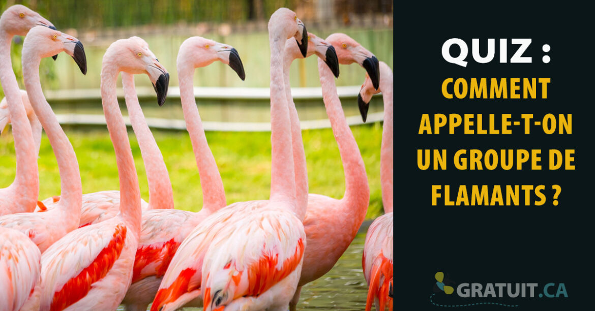 Comment Appelle-t-on une poignée de porte ?