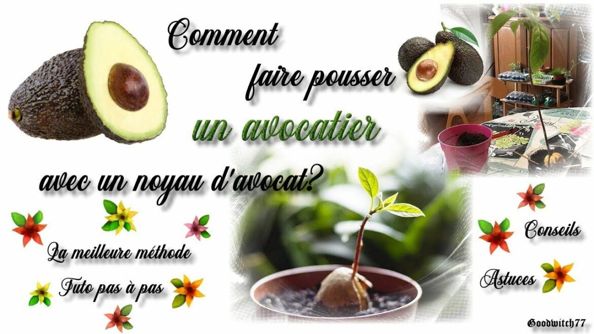 Comment accélérer la pousse d'un noyau d'avocat ?