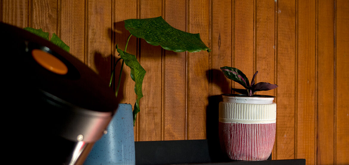 Comment arroser mon calathea ?