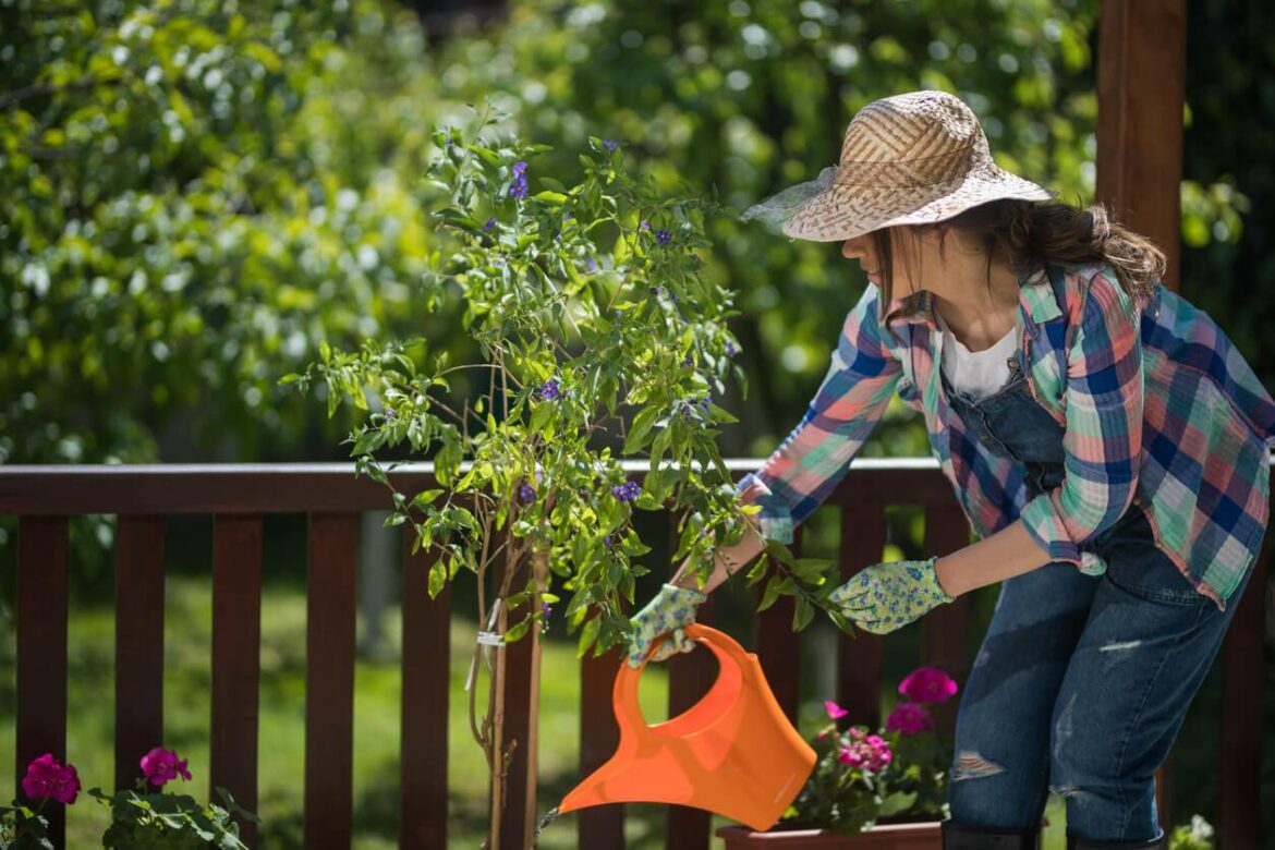 Comment attacher des plantes grimpantes ?