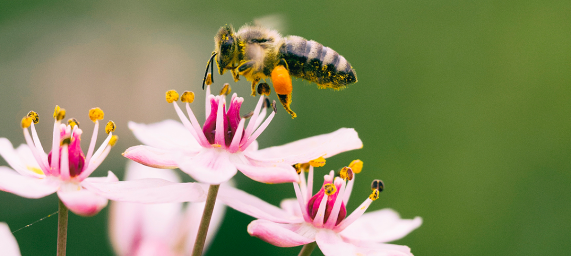 Comment attirer les pollinisateurs ?