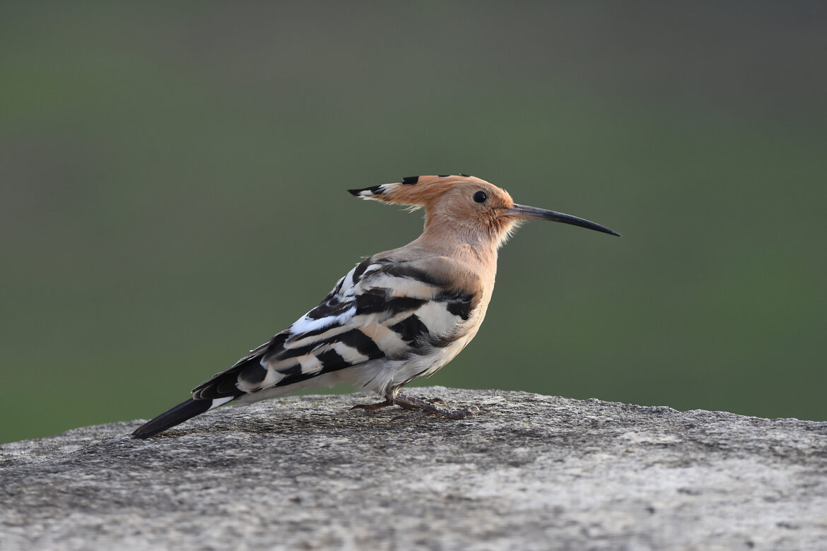 Comment attirer une Huppe fasciée ?
