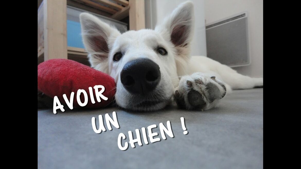 Comment avoir un chien gratuit ?