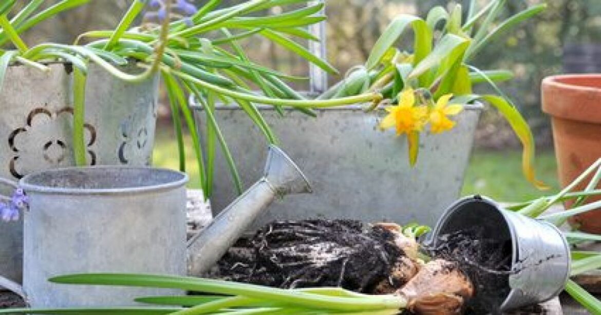 Comment bien planter des bulbes ?