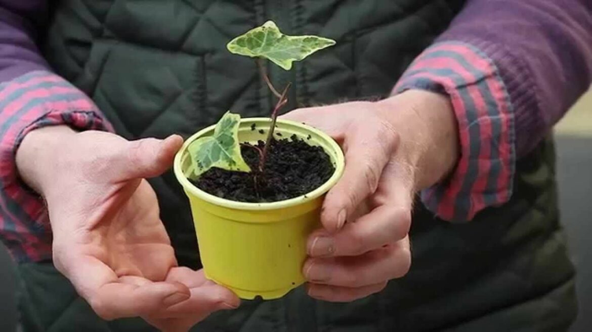 Comment bouturer un lierre panaché ?