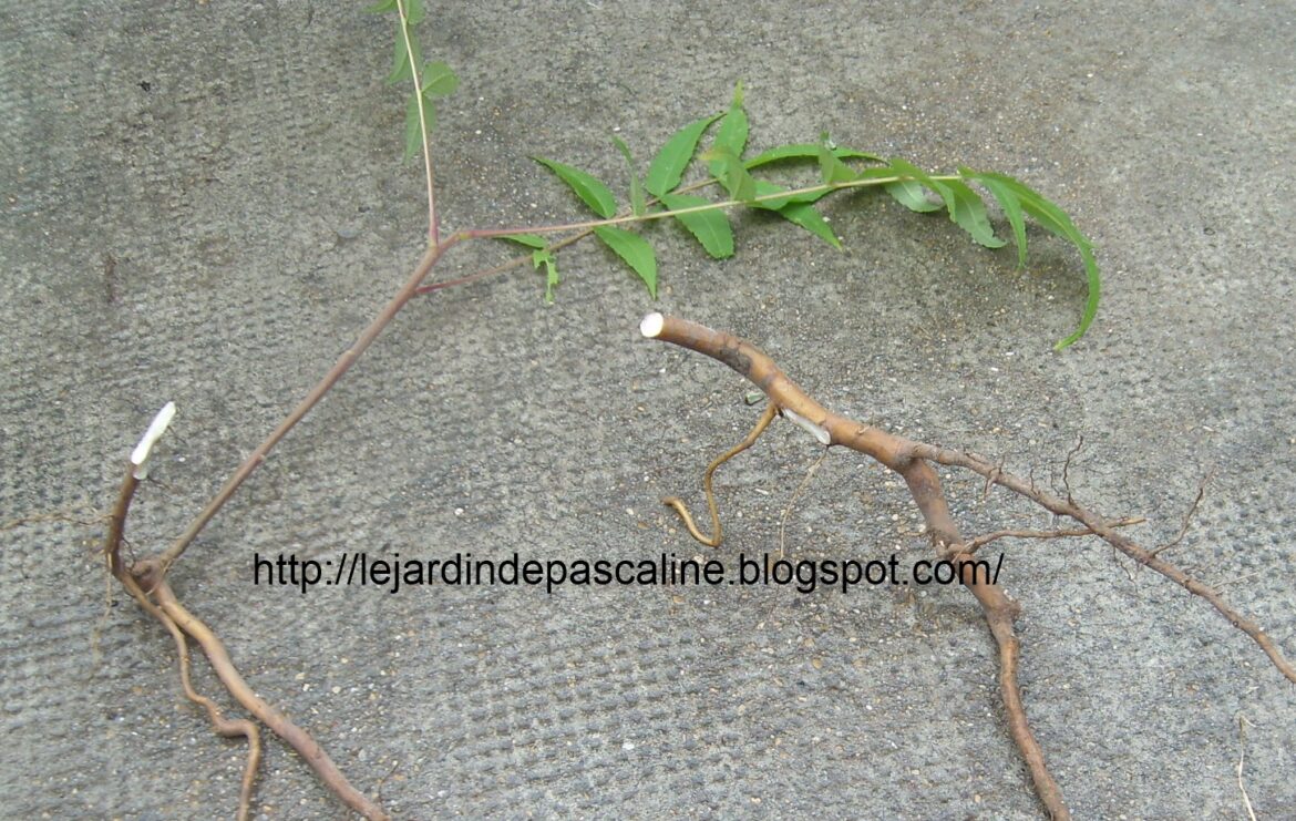 Comment bouturer un sumac de Virginie ?