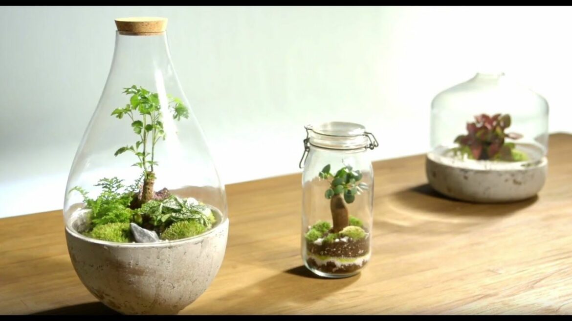 Comment changer une plante dans un terrarium ?