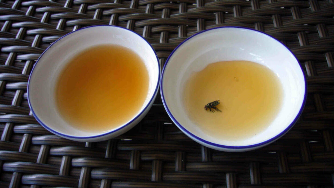 Comment chasser les mouches avec du vinaigre ?