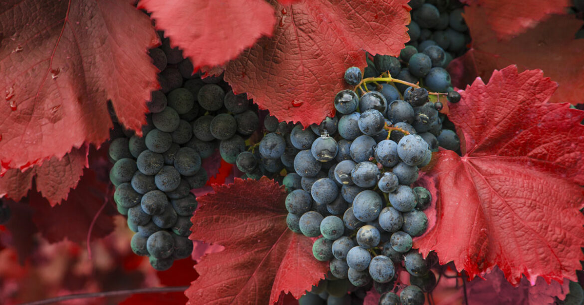 Comment connaître la variété de mon pommier ?