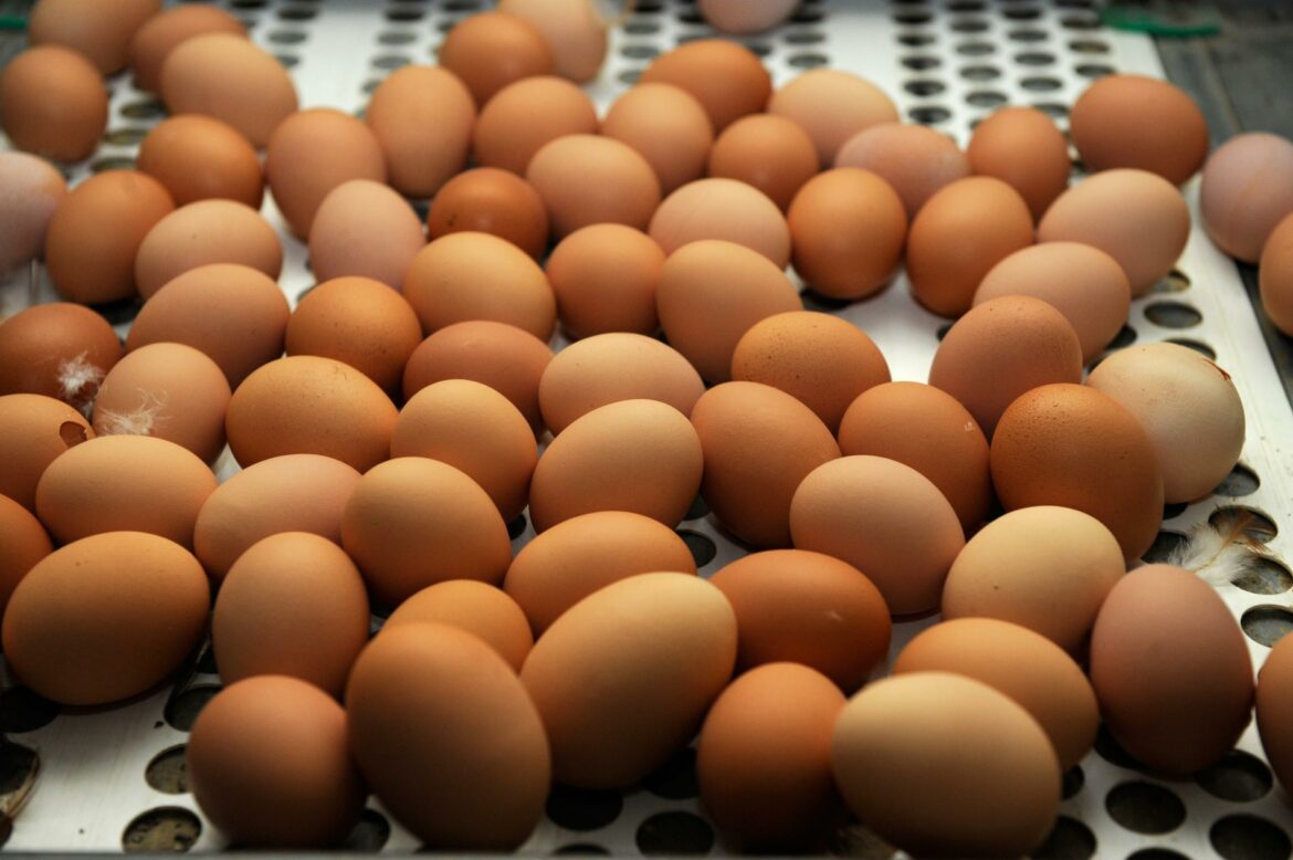 Comment conserver des œufs frais pondus ?